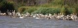 Ethiopia - Lago Chamo - Pellicani e Fenicotteri - 3